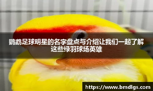 鹦鹉足球明星的名字盘点与介绍让我们一起了解这些绿羽球场英雄